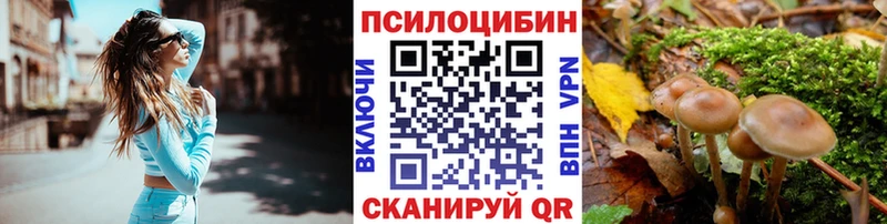 блэк спрут   Корсаков  Галлюциногенные грибы Cubensis 